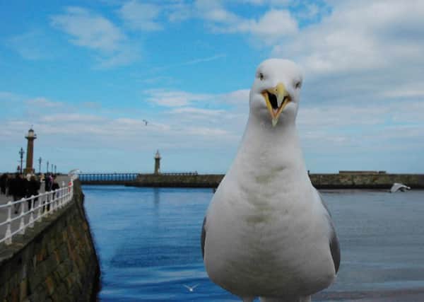 A seagull on Whitby's pier. Picture: David Behrens