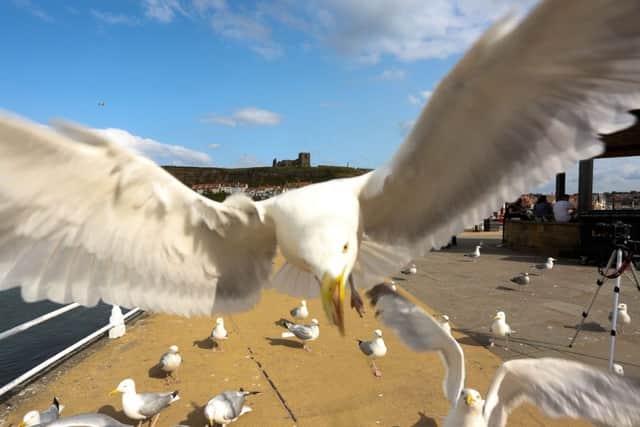 Alex Newsome, 24, captured these images of a seagull attack in Whitby. Picture: Ross Parry Agency