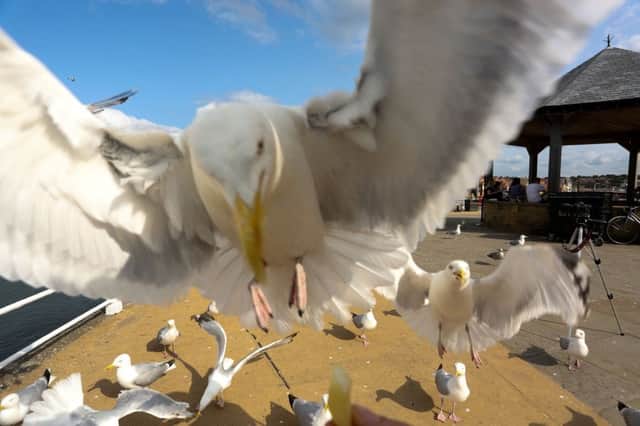 Alex Newsome, 24, captured these images of a seagull attack in Whitby. Picture: Ross Parry Agency