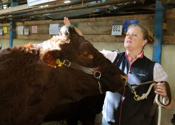 Rachel Hallos prepares Beeston Hall Dena, the female and breed champion Saler at the 2015 Great Yorkshire Show in Harrogate.