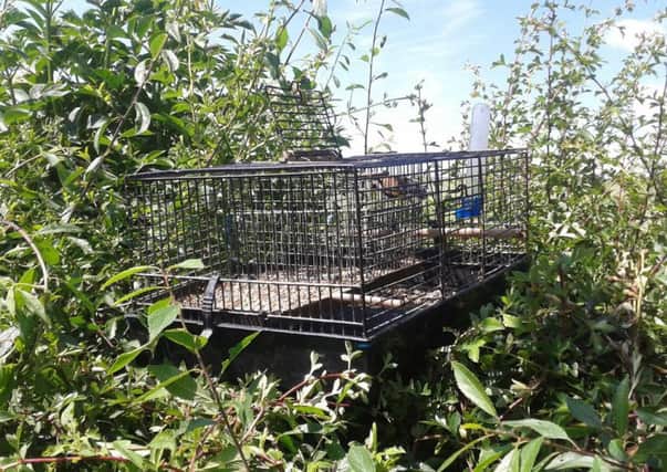 One of the goldfinch traps found by police