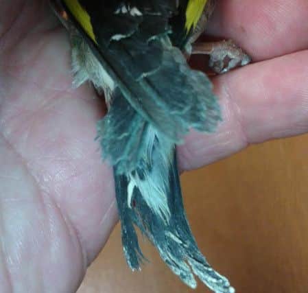 Police found a goldfinch caught in a wire trap