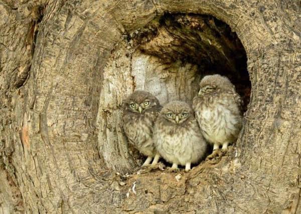 Little owls will be cared for by their parents until September and then they are on their own.                  Picture: Mark Waller