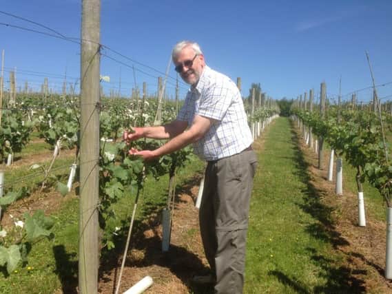 Stuart Smith of Ryedale Vineyards checks his vines