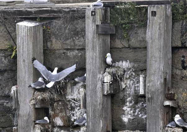 Kittiwakes nesting on Scarborough seafront. pic Richard Ponter 153010E