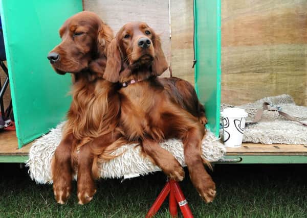 Irish Setters Jonesy and Phoebe take a rest during the Championship Dog Show at Harewood House. Picture: Anna Gowthorpe