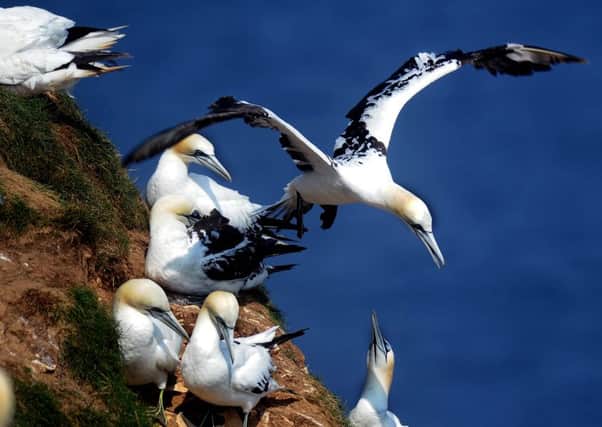 Bempton Cliffs, near Bridlington, a nature reserve, run by the RSPB,  is home to the only mainland breeding colony of gannets in England.