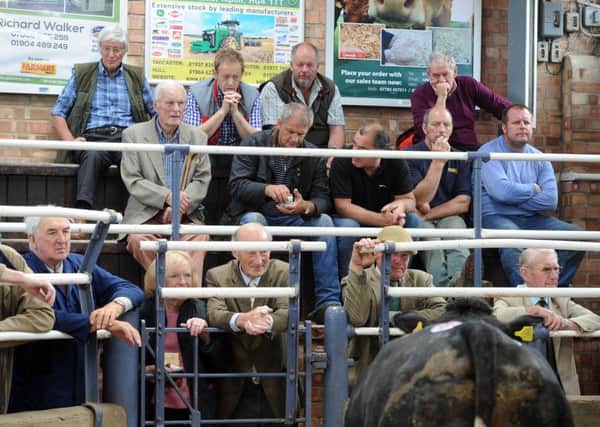 Farmers watching the Prime Cattle sale at Malton Livestock Market.