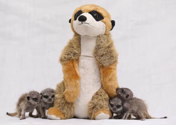 Four meerkat pups who were abandoned by their mother have found comfort in a meerkat  soft toy which they cuddle up to. Ross Parry picture.