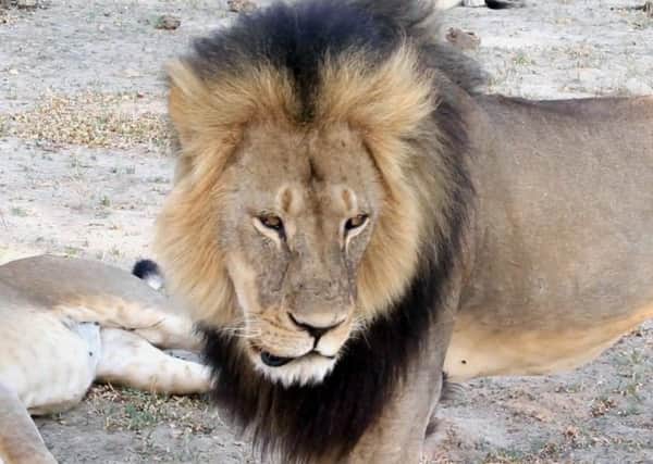 Cecil the lion pictured in 2012.