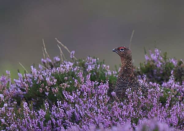 An online petition has been set up by Dr Mark Avery calling for driven grouse shooting to be banned.