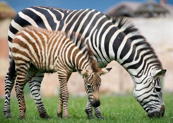 Four week old Grant's Zebra. Pictures: Harry Atkinson
