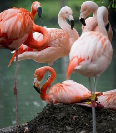 Flamingos guarding their eggs.