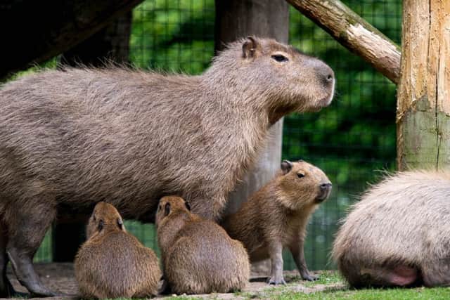 Six week old Capybaras.