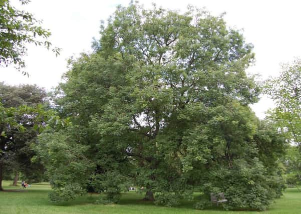 An ash tree - many are under threat from die-back