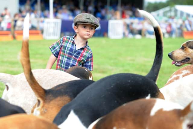 Three-year-old George Firth meets the hounds. Picture: Jonathan Gawthorpe