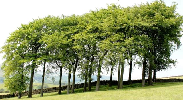 Britain needs to plant millions more trees.