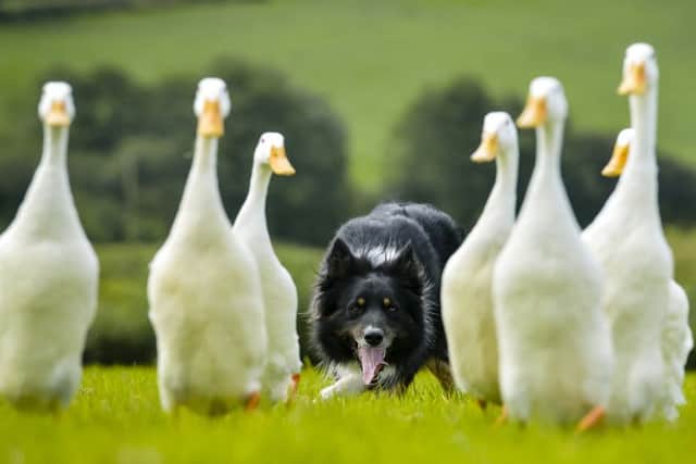 Sam the three-year-old Border Collie sheepdog herds a flock of Indian Runner ducks as he and his sheepdog trainer, Meirion Owen, practice duck herding at their home in Rhos yr Hafod, Camarthen, Wales.