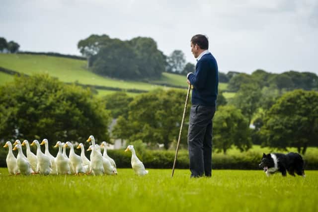 Sam the three-year-old Border Collie sheepdog herds a flock of Indian Runner ducks.