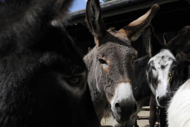The Donkey Sanctuary, which offers donkey assisted therapy for children with additional needs and disabilities, is one of the nominees in the Yorkshire Children of Courage Group Awards.
Picture Bruce Rollinson
