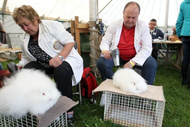 Janet Houghton and Alan Cargo give their rabbits a hair wash and blow dry in preperation for judging.