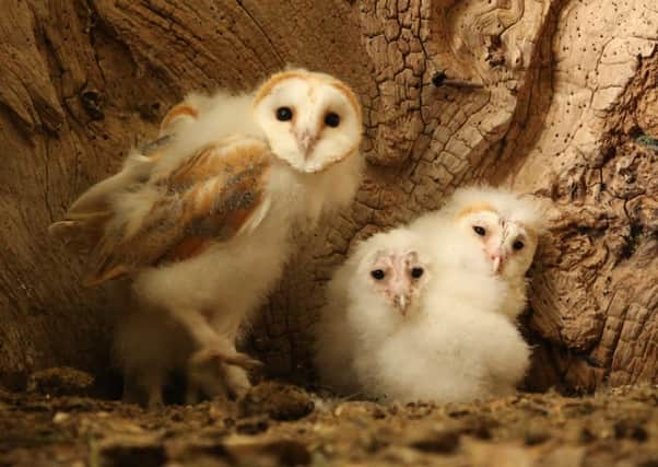 The female owl quickly took to the young chicks placed in the nest.  Pictures: Robert Fuller.