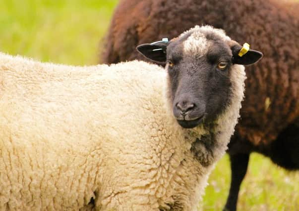 Kehna, one of Shaun McKenna's ewes.