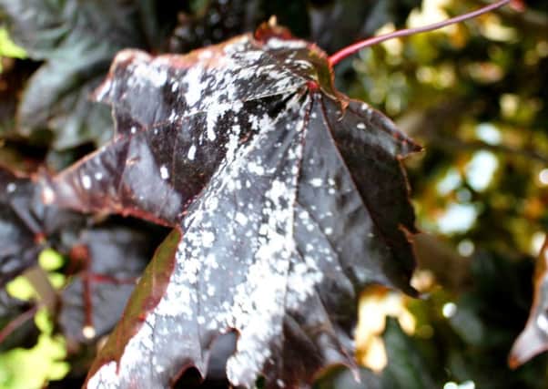 POOR SHOW: Powdery mildew thrives in the British climate.