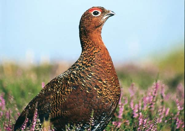 Red grouse. Picture: Neville Turner