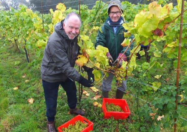Volunteers harvesting the Whirlow grapes in torrential rain 
last October.
