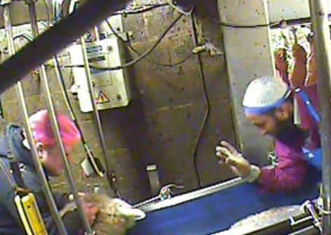 Animal Aid screen grab taken from spy-cam footage of a halal slaughterhouse, where sheep have their throats cut without being stunned, which led to action by the Food Standards Agency