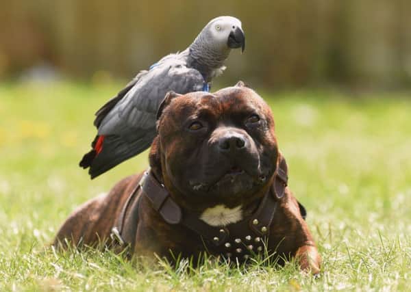 Cracker, an African Grey parrot, sits on the back of Dudley, a Staffordshire Bull Terrier as they are taken for a walk by Maisie Hill (11), outside their home in New Parks, Leicester.
