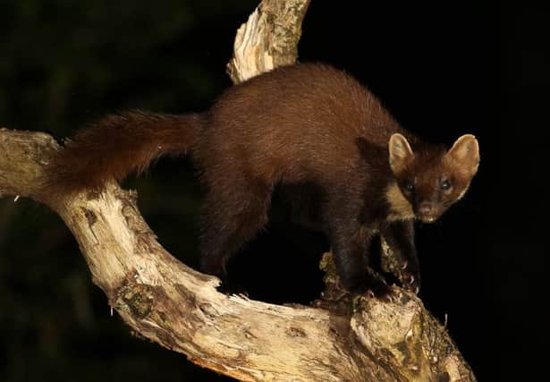 Patience paid off for Robert Fuller as he captured a pine marten on camera. The elusive mammals are on the increase in the Scottish Highlands.