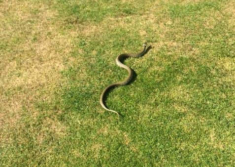 The snake encountered by Leeds GCs Jo Eastwood and Gwen Lowe at Tankersley Park.