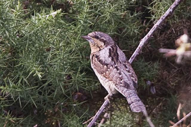The first wrynecks of the year were spotted at Spurn and Carr Naze.                      Picture: Michael Ashforth