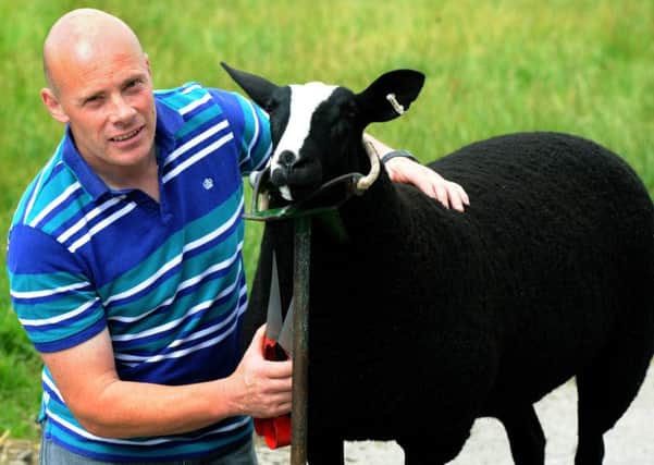 Raymond Heigh from Brook House farm, High Bentham, clipping  his prize winning  Zwartlble Ewe lamb. (Gl1006/81e)
