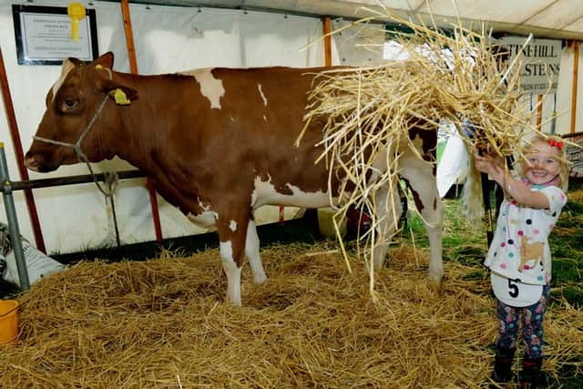 Florence Robinson, aged five, from East Harsley near Northalleton helping with the straw for Freda, the Holstein in Calf at Wensleydale Show (GL1007/15b)