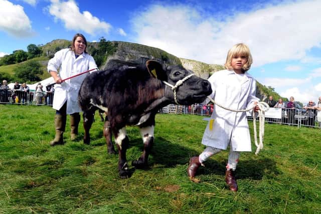 Isobel North, aged 6, of Giggleswick, taking part in the young handler class holds her 5-month-old Pure British Blue calf, along with her aunt Jill Perrings.