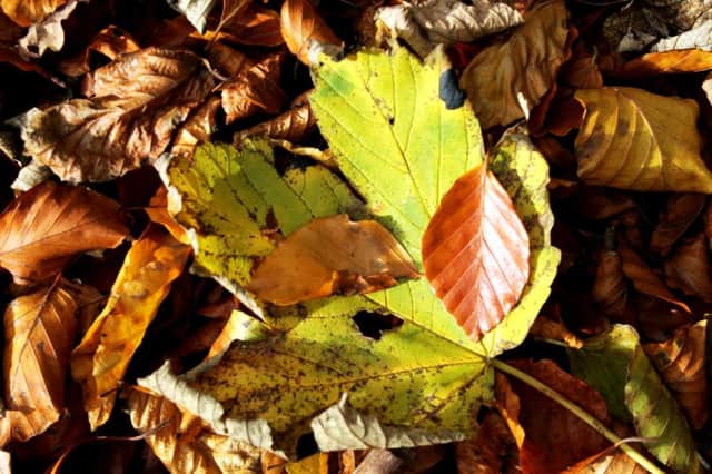 Leaves are one of the great bounties of autumn.