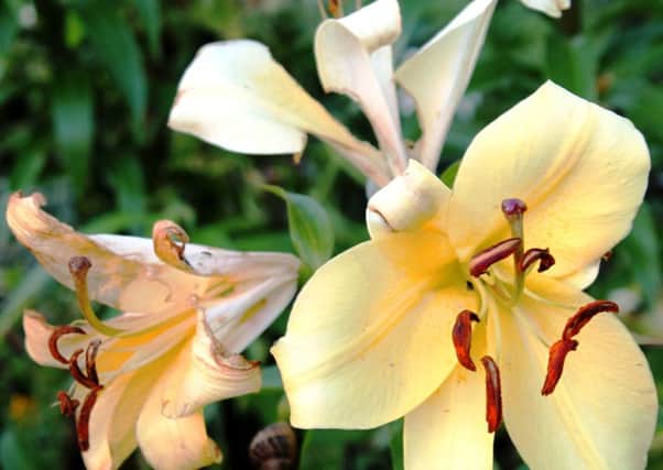 Lilies are much tougher than they look... but you must get it right when planting.