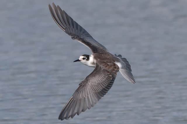 A black tern, once a resident of Britain but now only a welcome visitor. Picture: Martin Standley.