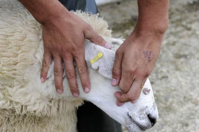 Yellow electronic tags on sheep help the animals to be identified.