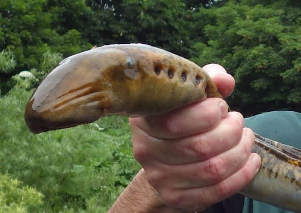Lamprey are now out there again. Picture from the Environment Agency.