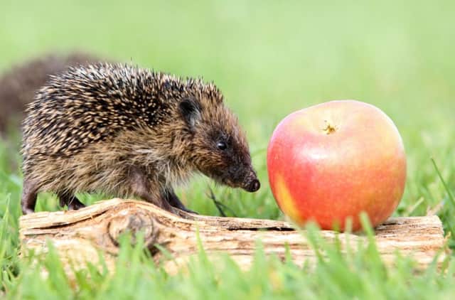 Thumbelina the hedgehog at Whitby Wildlife Sanctuary. Picture: SWNS