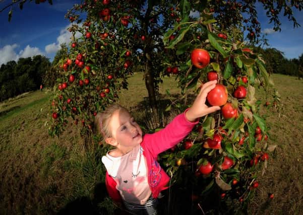 Alexa McLoughlin, five, from Great Preston, picks apples at the Apple Day at Lotherton Hal, Leeds. Pic: Simon Hulme.