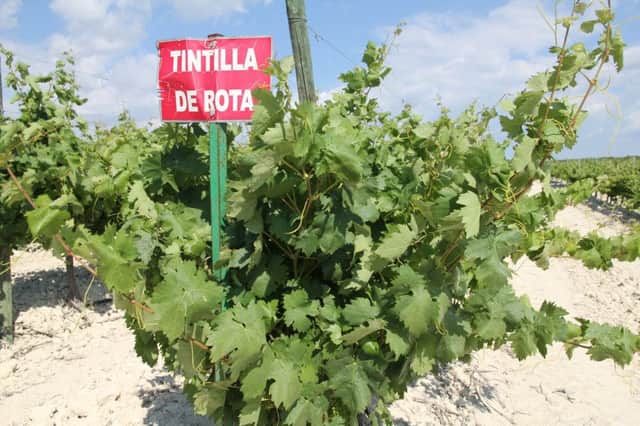 Tintilla de Rota, an old grape, now revived
