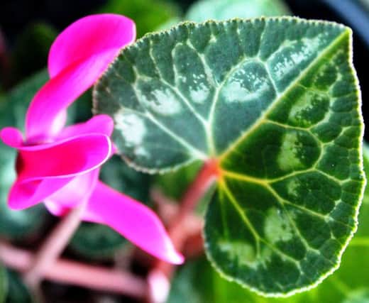BRIGHT AND BEAUTIFUL: Cyclamen will once again be dazzling Britains living rooms in the run-up to Christmas.