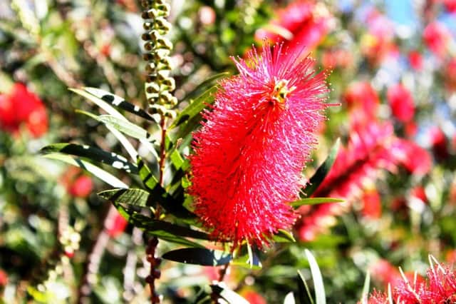 COLD COMFORT: Plants like Callistemon need protection from the British winter.