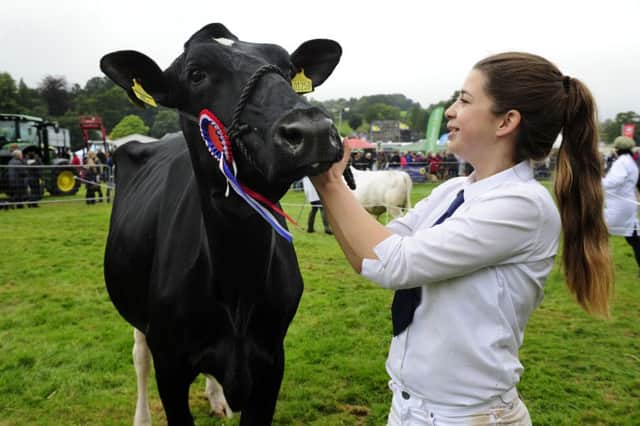 Natasha Jennings, 16, with the Champion Dairy from Hill House Farm, Fountains Abbey at Nidderdale Agricultural Society Show 2015.   21 September 2015.  Picture Bruce Rollinson