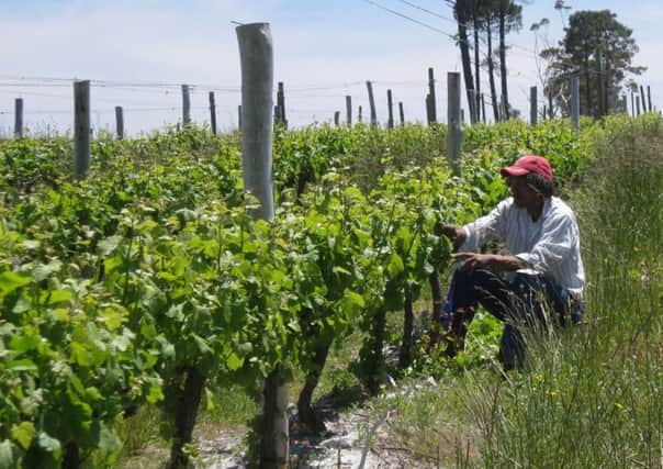 The Iona vineyards, source of terrific Sauvignon Blanc